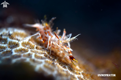 A Tiger Shrimp