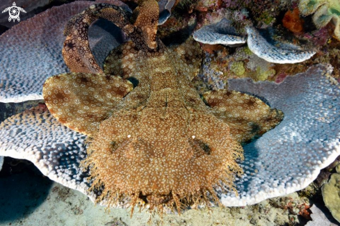 A Wobbegon Shark