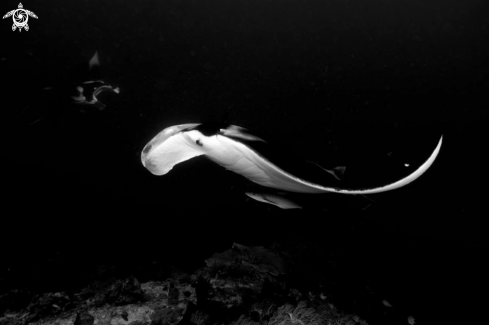 A Manta