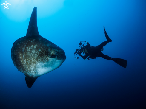 A Mola ramsayi | Southern Ocean Sunfish