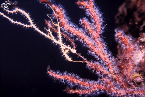 A Parerythropodium coralloides | Parerythropodium