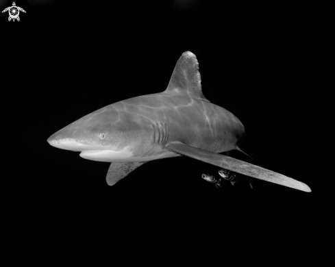 A Oceanic White Tip Shark