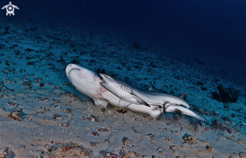 A White tip sharks