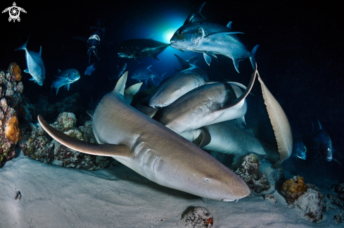 A Nurse sharks & jacks