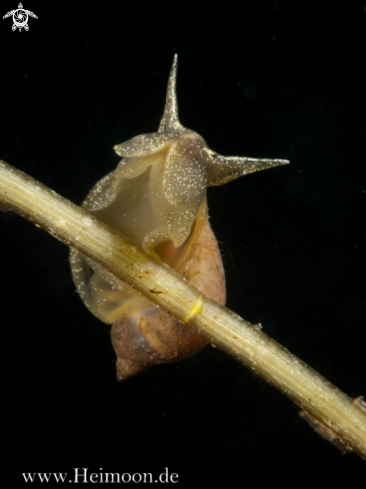 A Spitzschlammschnecke (Lymnaea stagnalis)