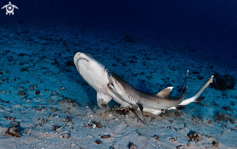 A Whitetip reef sharks