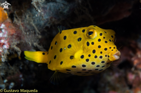 A Ostracion cubicus | Pez Cofre amarillo