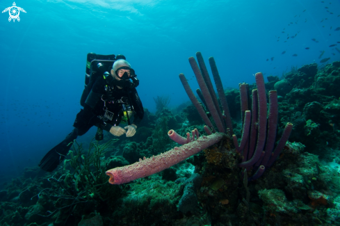 A Purple tube sponge