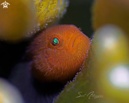 A Coral Goby