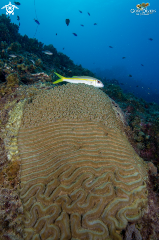 A Elliptical Star Coral- Symmetrical Brain Coral and Boulder Brain Coral ??