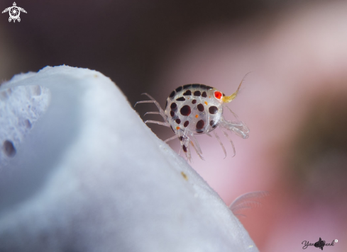 A Lady bug
