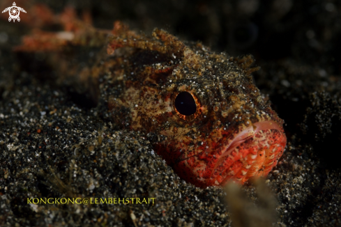 A Scorpion fish