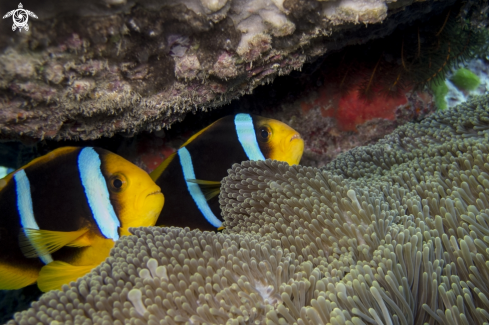 A Amphiprion chrysopterus | Clownfish