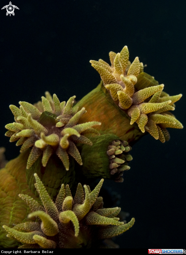 A Coral Polyps