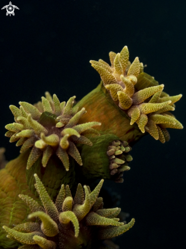 A Coral Polyps
