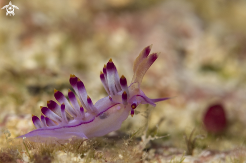 A Nudibranch