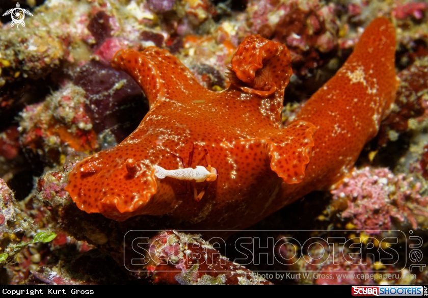A Ceratosoma with Imperator shrimp