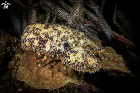 A Sculptured Slipper Lobster