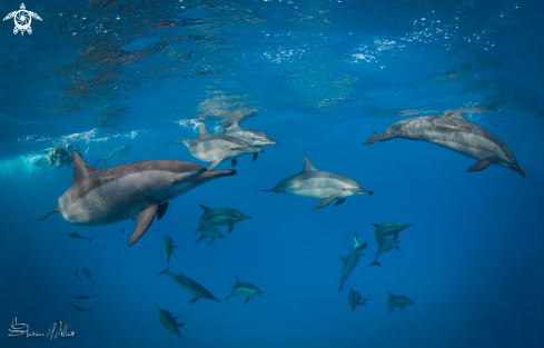 A Spinner Dolphins