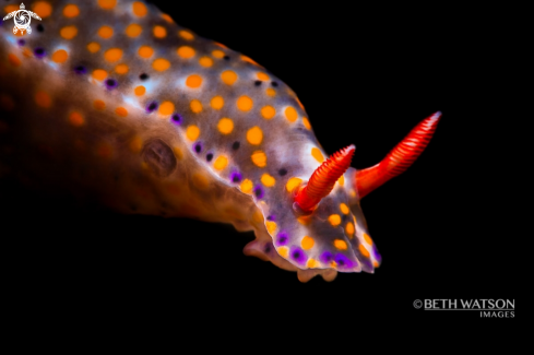 A Nudibranch