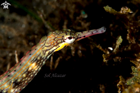 A underwater creature