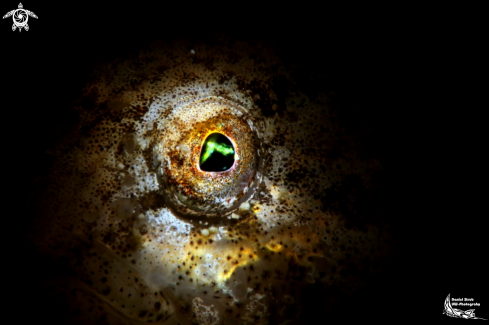 A european bullhead - snoot of an eye