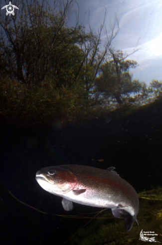 A Trout