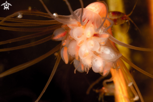 A Hydroid