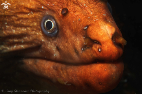 A Gymnothorax prasinus | Green moray eel