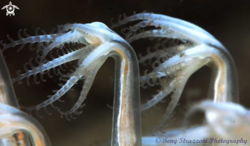 A Obese sea pen