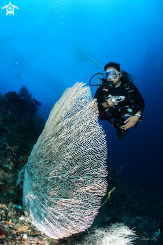 A Sea fan