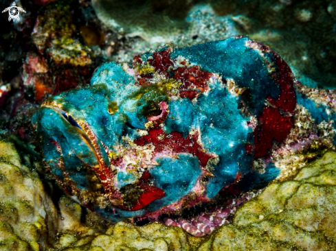 A Devil Scorpionfish