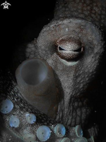 A Coconut Octopus