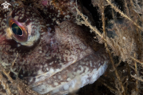 A Myoxocephalus scorpius | Shorthorn sculpin