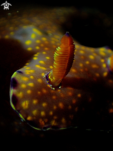 A ceratosoma trilobatum | Nudi