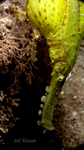 A underwater creature