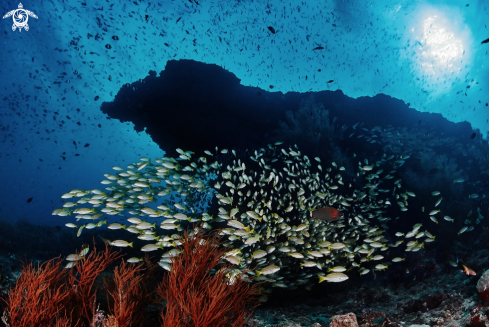 A Bluestripe snapper