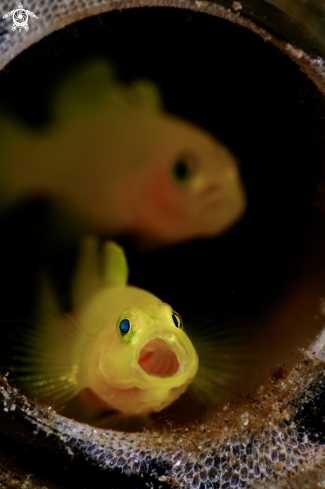 A Yellow pigmy goby