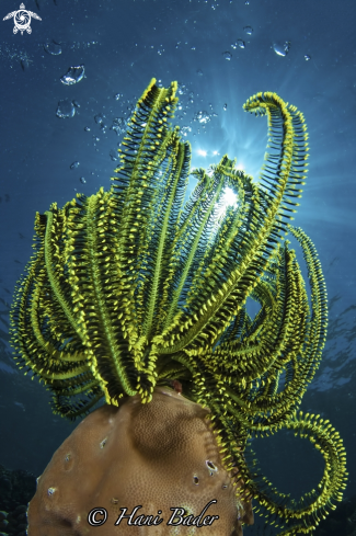 A Feather Star