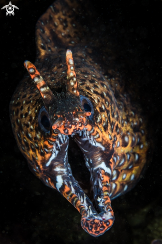 Dragon Moray