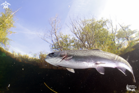 A Trout