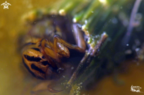 A Larvae of caddis fly