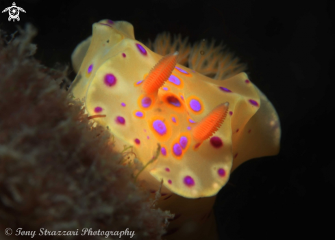 A Short-Tailed Ceratosoma