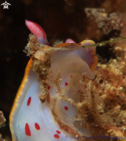 A Hypselodoris bennetti | Bennett's Hypselodoris