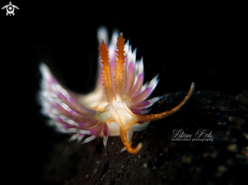 A Flabellina