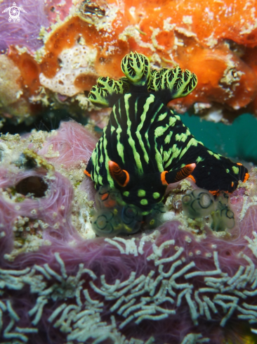 A Nembrotha Kurbayana | Nudibranch