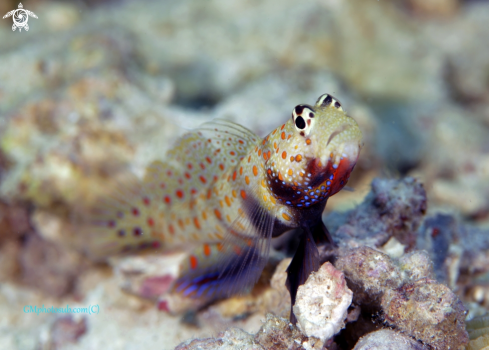 A Gogy | Goby