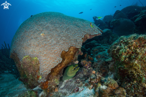 A Green moray