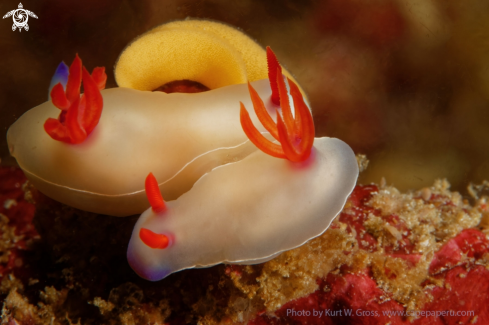 A Hypselodoris apolegma | Nudibranche