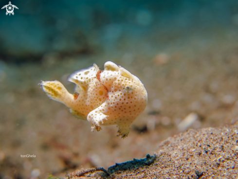 A Antennarius pictus | Juv. Frog fish